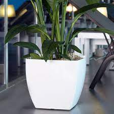 Have Item Image